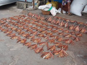 Fish dried in the street