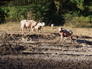 Water buffalos