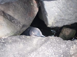 Little penguin hiding from the wind
