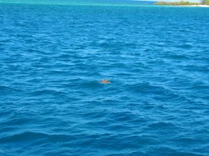 At least we saw a turtle from the boat