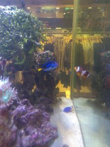 after a long search in the ocean we finally found Nemo & Dory together in an aquarium