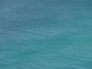 Can you see the dolphins?