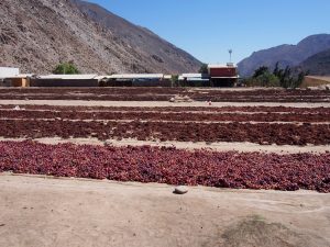 Drying grapes in the sun