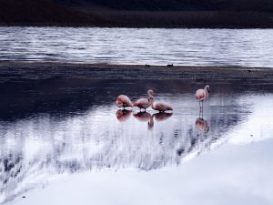 Flamingos