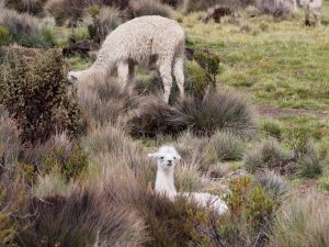 Alpacas