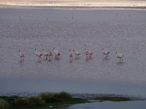 More flamingos...
