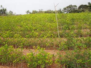 Coca plantation