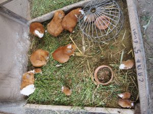 Guinea pig - a traditional dish in Peru