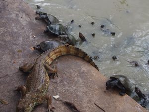 Caimans and turtles living together