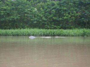 Grey dolphins