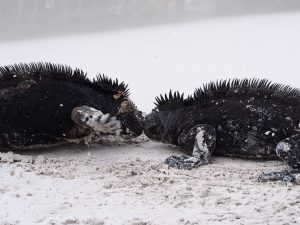 Iguana fight