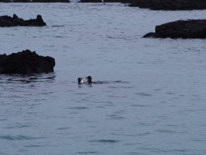 We saw them from the boat, but not while snorkeling