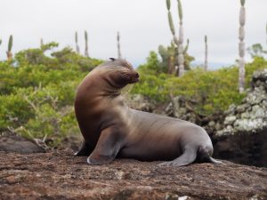 Of course there was a sea lion posing as well