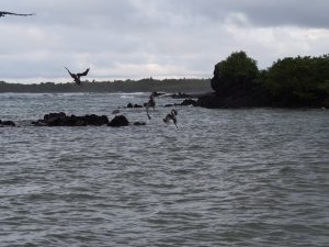 Pelicans hunting