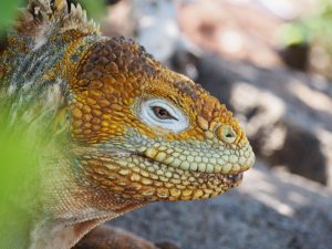 Land Iguana