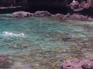 Following the sea lion