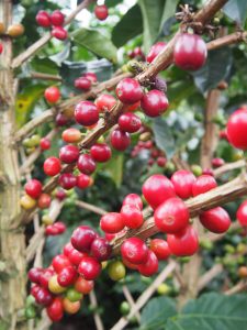 Did you know the coffee fruit tastes really sweet?