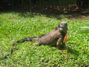 This guy welcomed us in front of our room