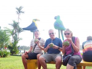 Three monkeys drinking cocnut water