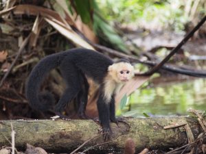 White-headed capuchin monkey