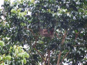 High up in the tree - mama sloth and baby sloth