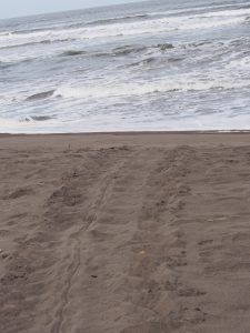 Tracks of a sea turtles than came out to nest last night