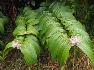 Funny plant which looks like a dachshund. Can you see it?